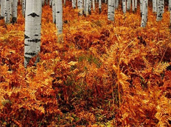 Attenzione all’ambiente